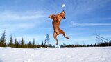 Is It A Bird Is It A Plane No It Is Bono The Superdog by DJ Joge / Brainstorm