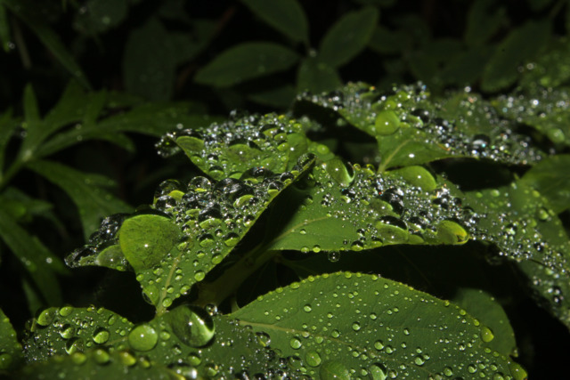 Water Drops by Blinden