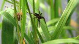 Aragog's second cousin by florist